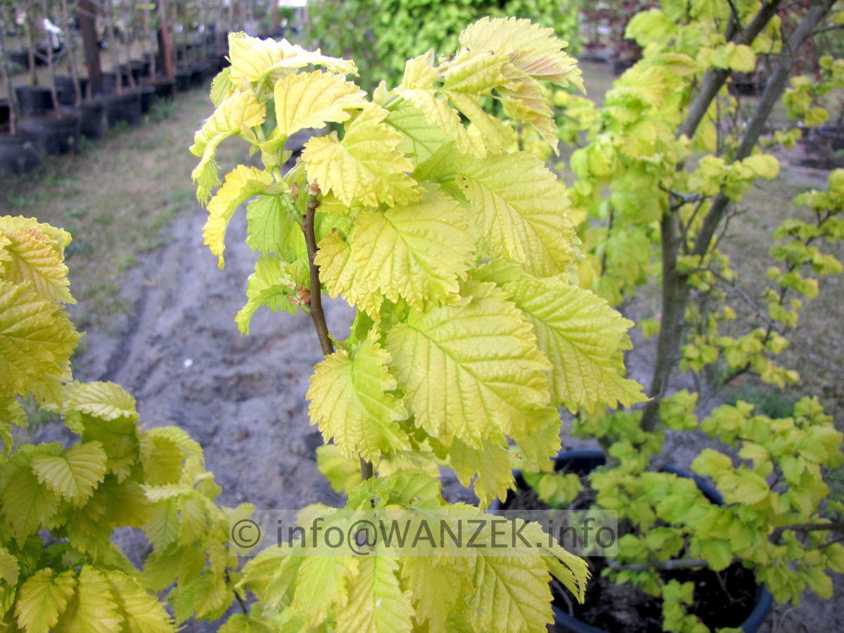 Ulmus carpinifolia Wredei.JPG